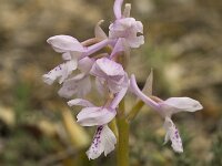Orchis olbiensis 36, Saxifraga-Jan van der Straaten