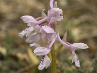 Orchis olbiensis 36, Saxifraga-Jan van der Straaten