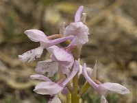 Orchis olbiensis 38, Saxifraga-Jan van der Straaten