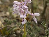 Orchis olbiensis 39, Saxifraga-Willem van Kruijsbergen