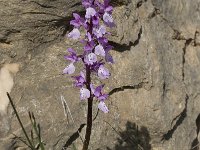 Orchis olbiensis 4, Saxifraga-Willem van Kruijsbergen