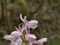Orchis olbiensis 40, Saxifraga-Willem van Kruijsbergen