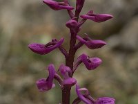 Orchis olbiensis 45, Saxifraga-Willem van Kruijsbergen