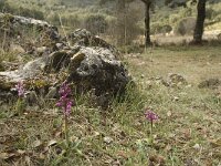 Orchis olbiensis 48, Saxifraga-Willem van Kruijsbergen