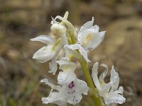 Orchis olbiensis 50, Saxifraga-Willem van Kruijsbergen