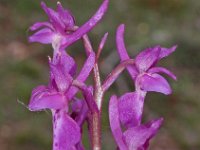 Orchis olbiensis 52, Saxifraga-Hans Dekker