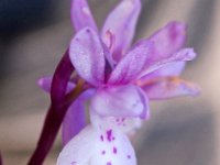 Orchis olbiensis 54, Saxifraga-Hans Dekker