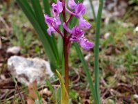 Orchis olbiensis 57, Saxifraga-Hans Dekker