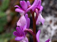 Orchis olbiensis 58, Saxifraga-Hans Dekker