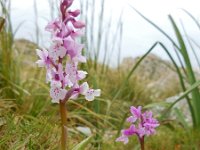 Orchis olbiensis 59, Saxifraga-Ed Stikvoort