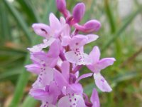 Orchis olbiensis 60, Saxifraga-Ed Stikvoort