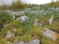 Orchis olbiensis 61, Saxifraga-Ed Stikvoort