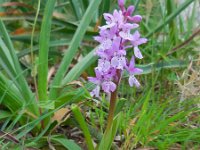 Orchis olbiensis 62, Saxifraga-Ed Stikvoort