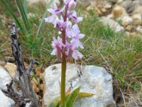 Orchis olbiensis 63, Saxifraga-Ed Stikvoort