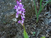 Orchis olbiensis 65, Saxifraga-Ed Stikvoort