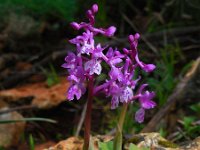 Orchis olbiensis66, Saxifraga-Ed Stikvoort