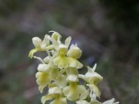 Orchis pallens 17, Saxifraga-Dirk Hilbers