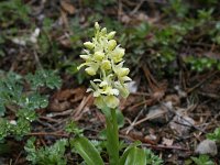 Orchis pallens 18, Saxifraga-Dirk Hilbers