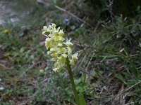 Orchis pallens 19, Saxifraga-Dirk Hilbers
