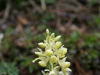 Orchis pallens 20, Saxifraga-Dirk Hilbers