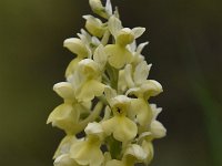 Orchis pallens 22, Saxifraga-Luuk Vermeer