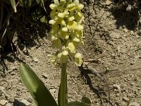 Orchis pallens 6, Saxifraga-Marijke Verhagen