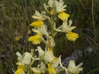 Orchis pauciflora 15, Saxifraga-Jan van der Straaten