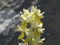 Orchis pauciflora 17, Saxifraga-Jan van der Straaten