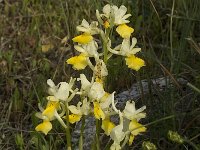 Orchis pauciflora 2, Saxifraga-Jan van der Straaten