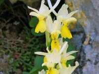 Orchis pauciflora 23, Saxifraga-Ed Stikvoort