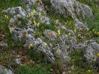 Orchis pauciflora 25, Saxifraga-Ed Stikvoort