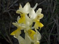 Orchis pauciflora 3, Saxifraga-Willem van Kruijsbergen