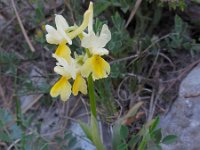 Orchis pauciflora 30, Saxifraga-Ed Stikvoort