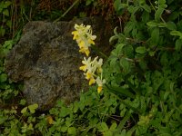 Orchis pauciflora 32, Saxifraga-Peter Meininger