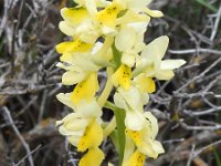 Orchis pauciflora 33, Saxifraga-Harry Jans