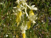Orchis pauciflora 34, Saxifraga-Harry Jans