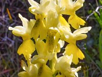 Orchis pauciflora 35, Saxifraga-Harry Jans