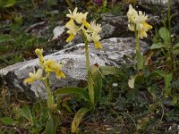 Orchis pauciflora 37, Saxifraga-Harry Jans