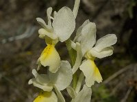 Orchis pauciflora 4, Saxifraga-Willem van Kruijsbergen