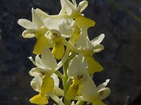 Orchis pauciflora 8, Saxifraga-Willem van Kruijsbergen