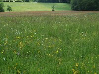 Orchis picta 2, habitat, Saxifraga-Willem van Kruijsbergen