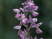 Orchis picta 3, Saxifraga-Jan van der Straaten