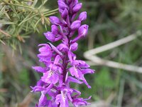 Orchis pinetorum 4, Saxifraga-Dirk Hilbers