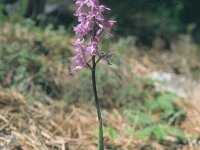 Orchis pinetorum 5, Saxifraga-Eugen Schaub