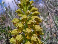 Orchis punctulata 3, Saxifraga-Ed Stikvoort : s10 cyprus