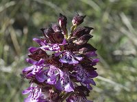 Orchis purpurea 14, Purperorchis, Saxifraga-Willem van Kruijsbergen