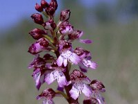 Orchis purpurea 21, Purperorchis, Saxifraga-Rutger Barends
