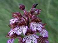 Orchis purpurea 25, Purperorchis, Saxifraga-Jeroen Willemsen