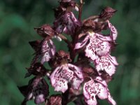 Orchis purpurea 26, Purperorchis, Saxifraga-Jan van der Straaten