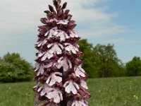 Orchis purpurea 27, Purperorchis, Saxifraga-Jan Willem Jongepier